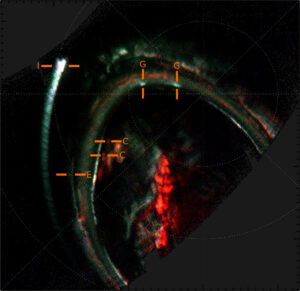 Observations Juno-UVS de la région aurorale nord de Jupiter lors de la 22e orbite. Les empreintes aurorales ultraviolettes d’Io, Europe, Ganymède et Callisto sont mises en évidence